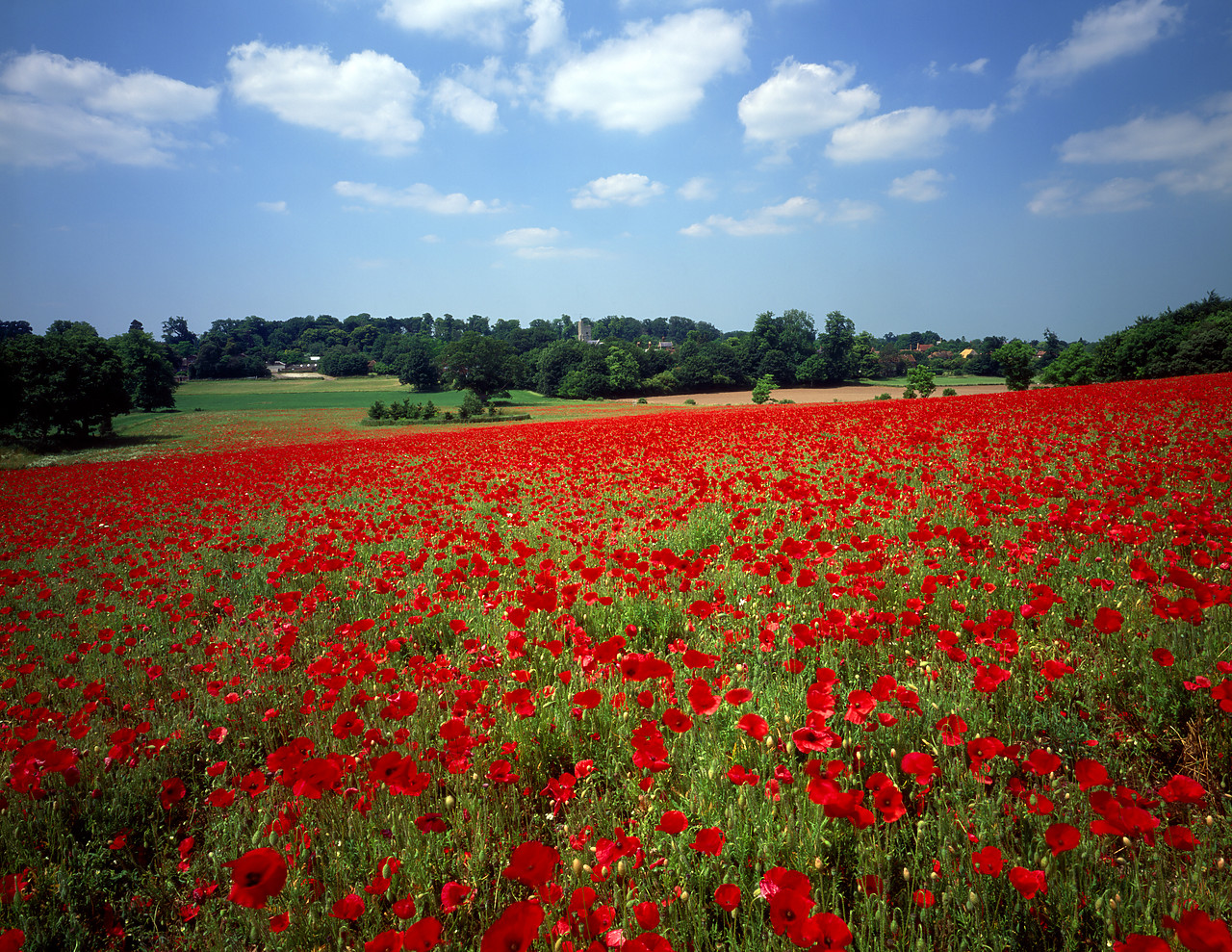 #955553-2 - Field of English Poppies, Goodnestone, Kent, England