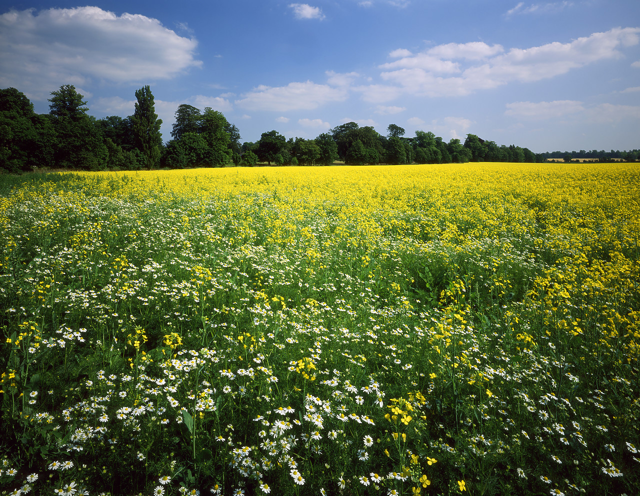 #955556-1 - Field of Oilseed Rape & Mayweed, Littlebourne, Kent, England