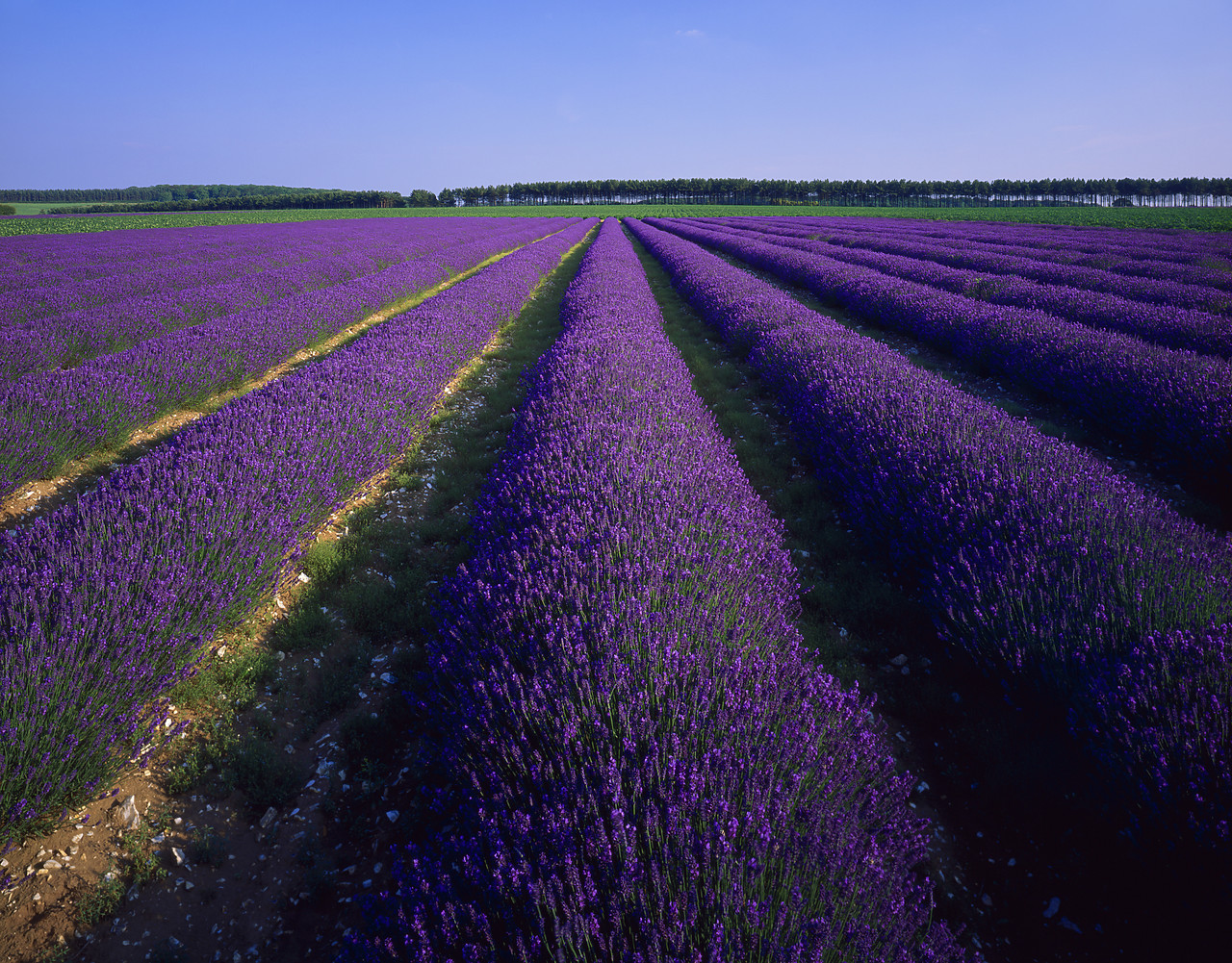#955563-1 - Lavender Field, Norfolk, England