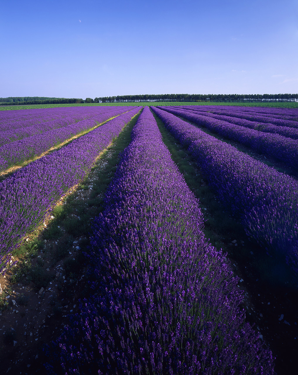 #955563-4 - Lavender Field, near Heacham, Norfolk, England
