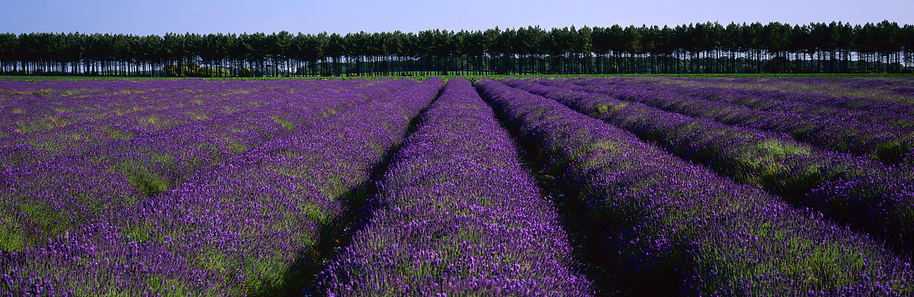#955566-1 - Field of Lavender, near Heacham, Norfolk, England