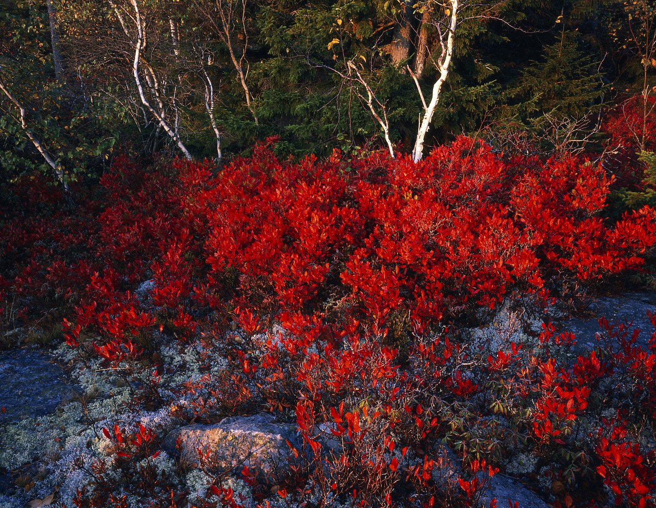 #955713-1 - Blueberry Leaves in Autumn, Acadia National Park, Maine, USA