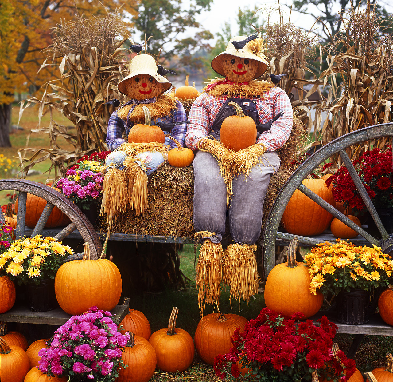 #955736-3 - Scarecrows on Wagon with Pumpkins, Northwood, New Hampshire, USA