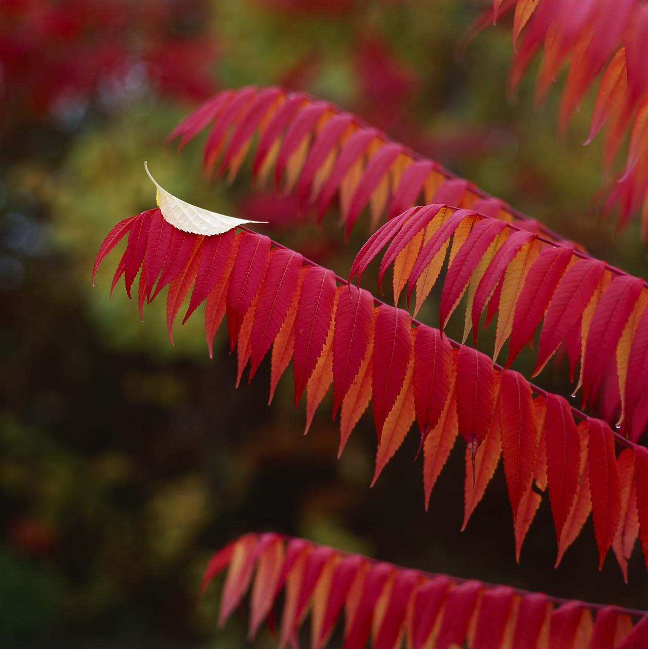 #955740 - Leaf on Sumac in Autumn, Sunapee Lake, New Hampshire, USA