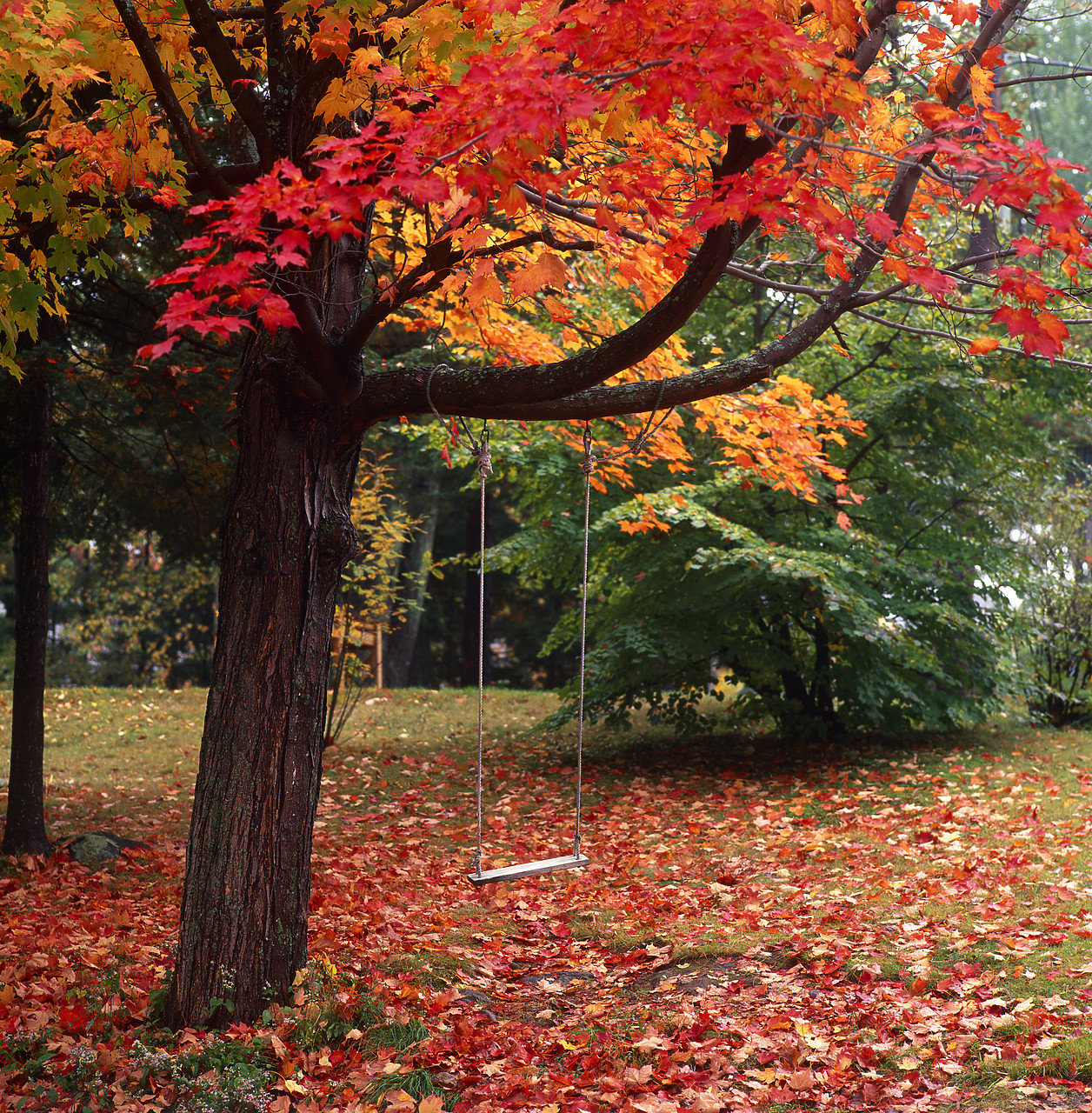 #955741-1 - Swing on Maple Tree in Autumn, New Hampshire, USA