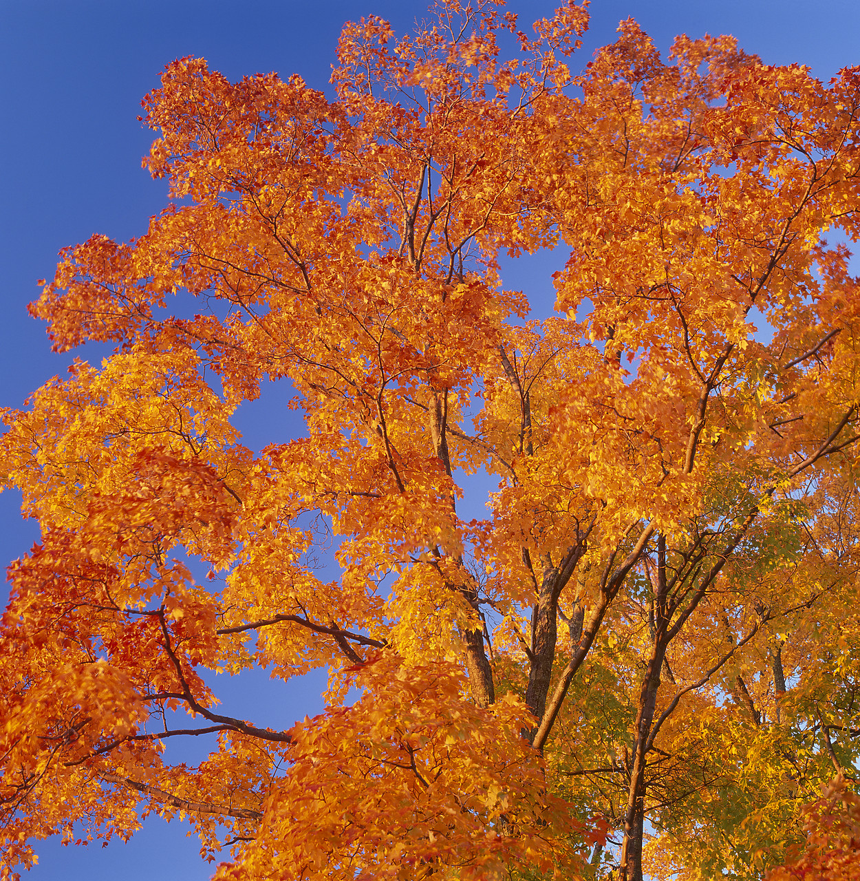 #955751 - Autumn Tree, Vermont, USA