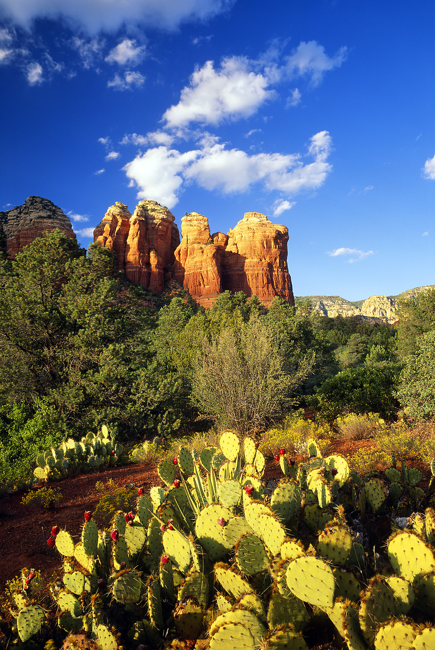 #955833-7 - Coffee Pot Rock and Cactus, Sedona, Arizona, USA