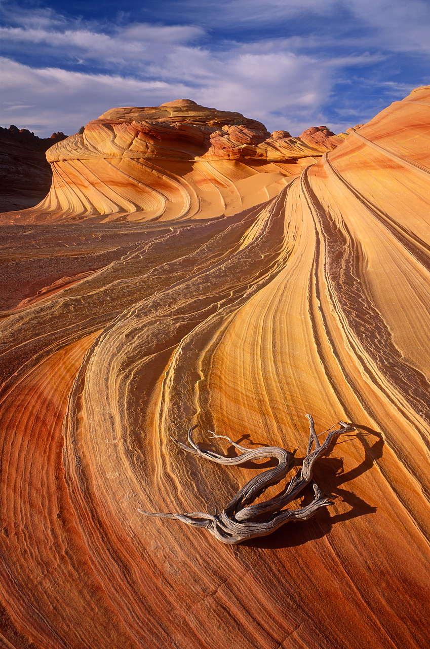 #955874-8 - Petrified Sand Dunes, Colorado Plateau, Arizona, USA