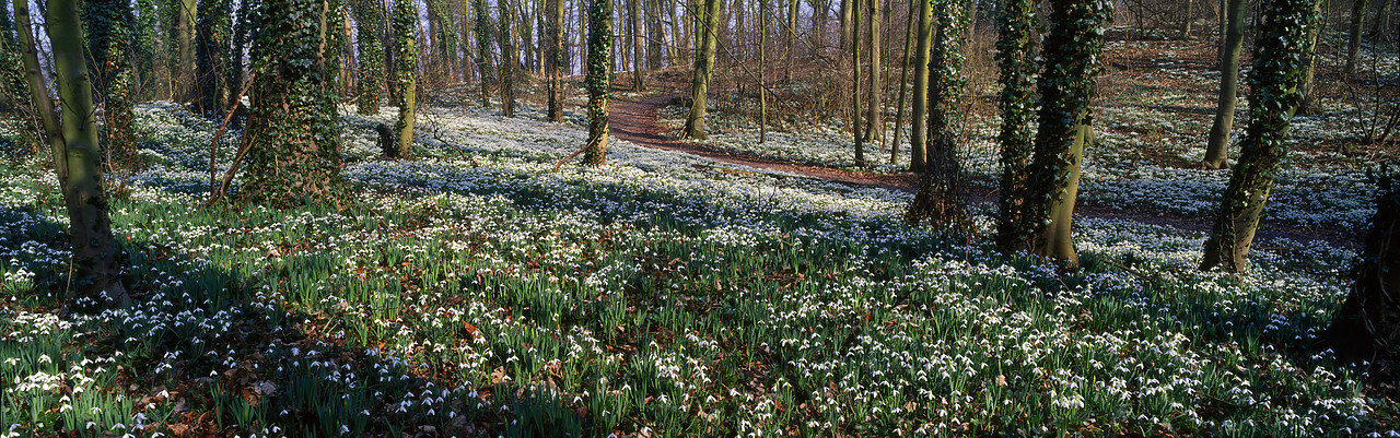#955933 - Woodland of Snowdrops, Little Walsingham, Norfolk, England