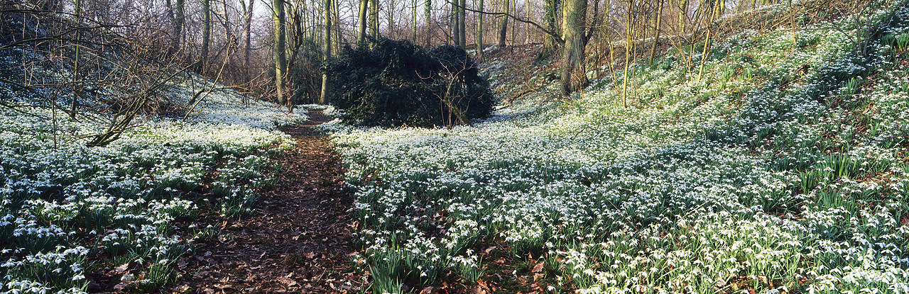 #955934 - Woodland of Snowdrops, Little Walsingham, Norfolk, England