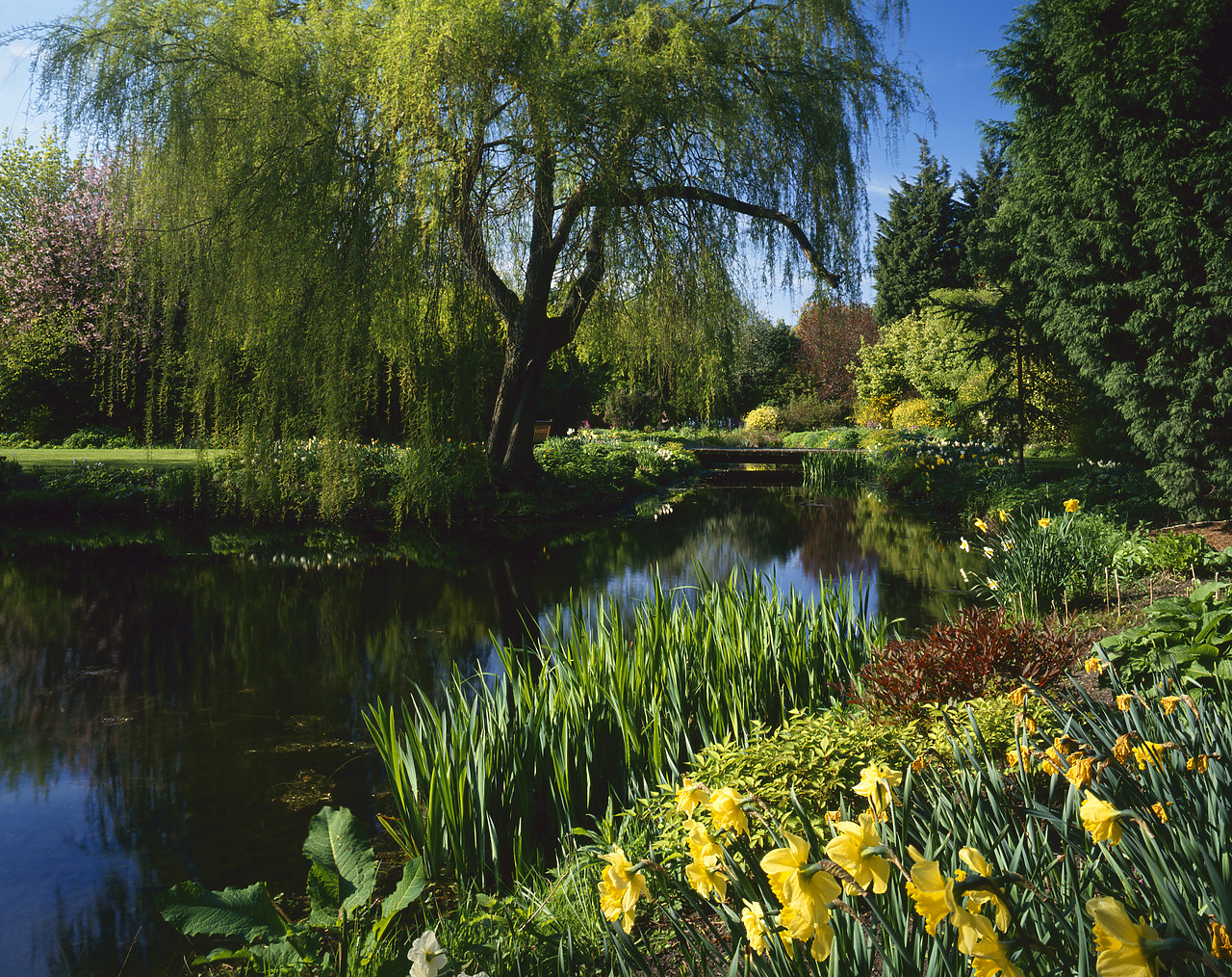 #965993-2 - Gooderstone Water Gardens, Norfolk, England