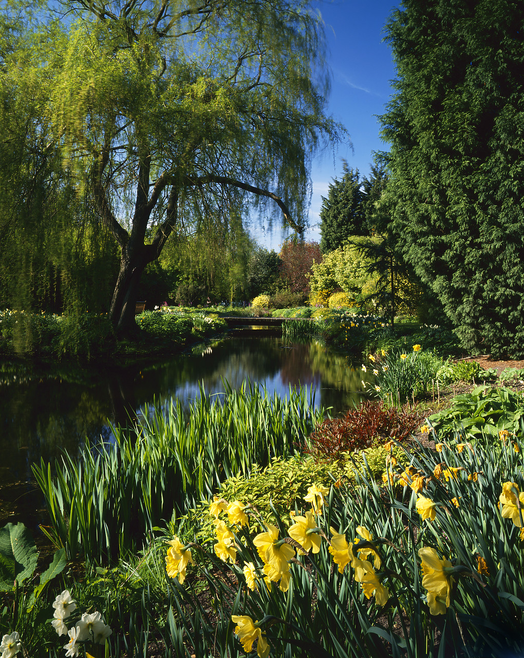 #965993-3 - Gooderstone Water Gardens, Norfolk, England
