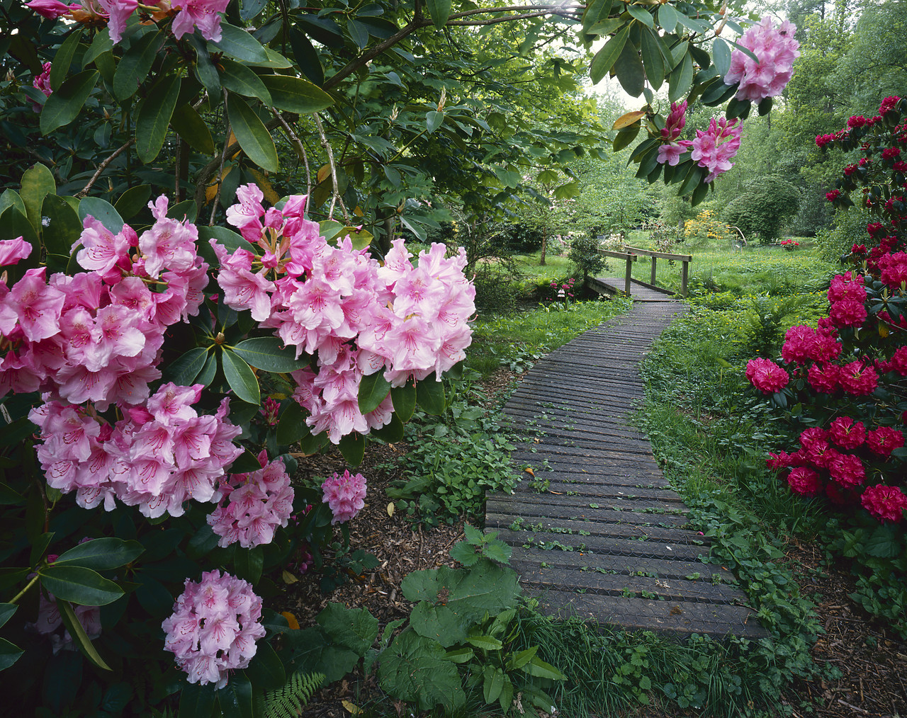 #966014-2 - Garden Path Through Rhododendrons, Hoveton Hall Gardens, Norfolk, England