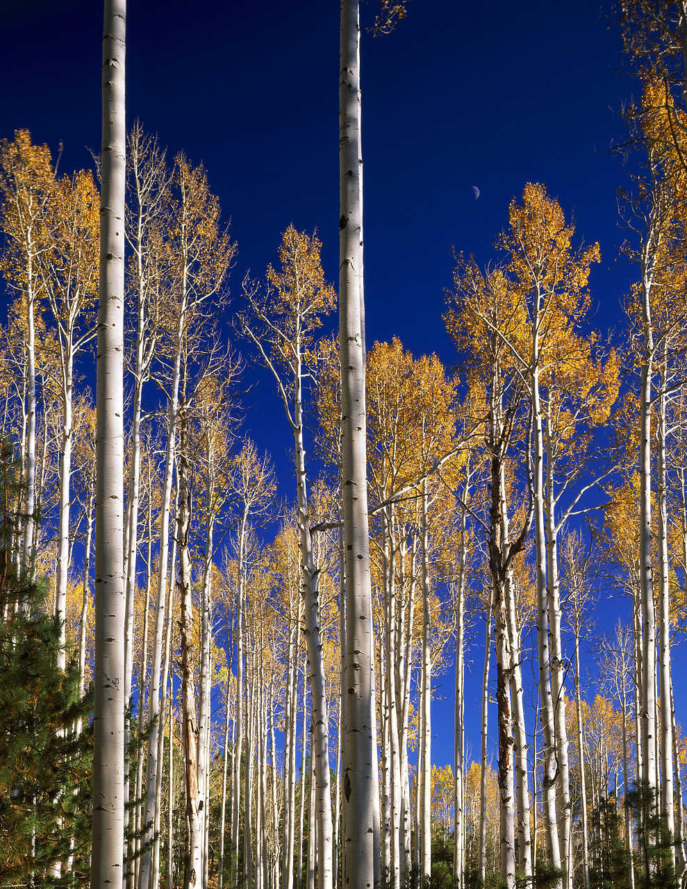 #966221-2 - Aspens in Autumn, Flagstaff, Arizona, USA