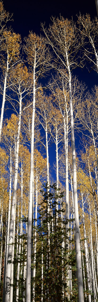 #966222-1 - Aspens in Autumn, Flagstaff, Arizona, USA