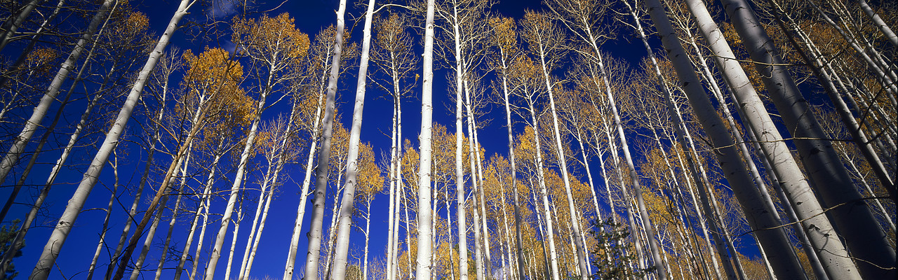 #966224-1 - Aspens in Autumn, Flagstaff, Arizona, USA