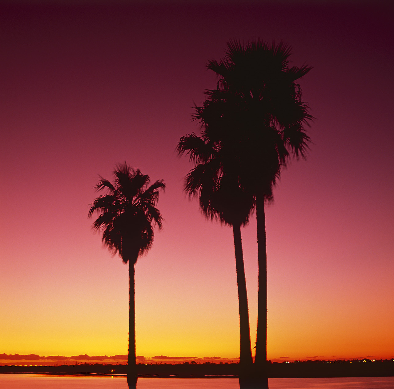 #970007 - Palm Trees at Sunset, San Diego, California, USA