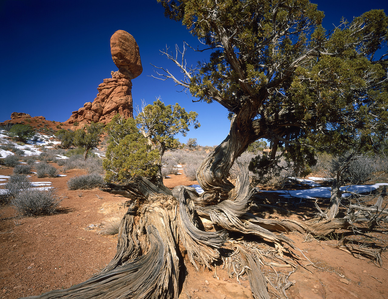 #970087-1 - Balanced Rock, & Juniper Tree, Arches National Park, Utah, USA