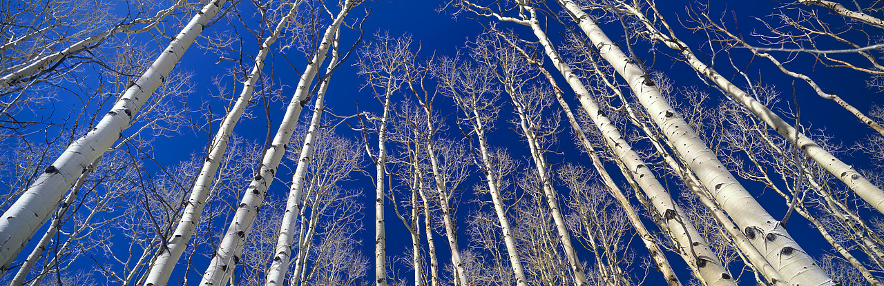 #970133-1 - Bare Aspens, Dixie National Forest, Utah, USA