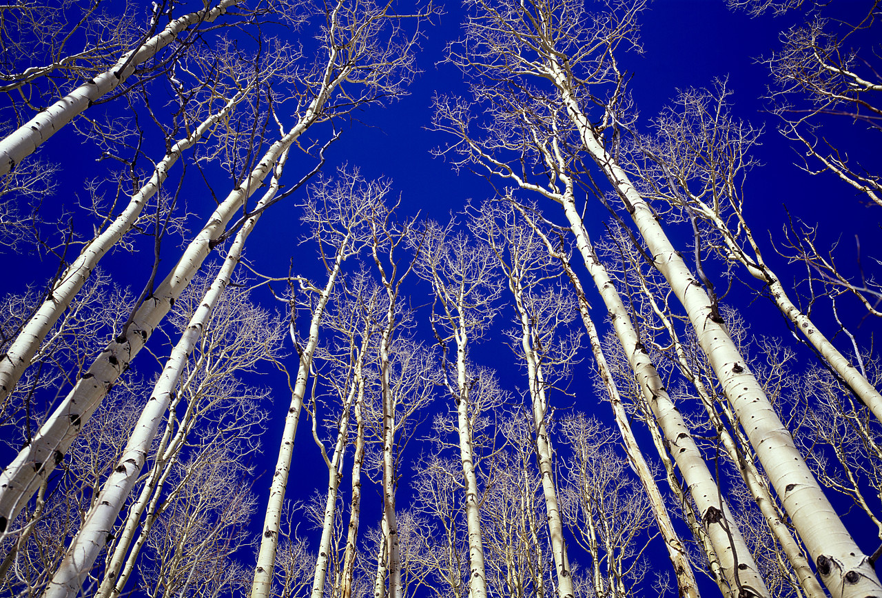 #970133-3 - Bare Aspens, Dixie National Forest, Utah, USA