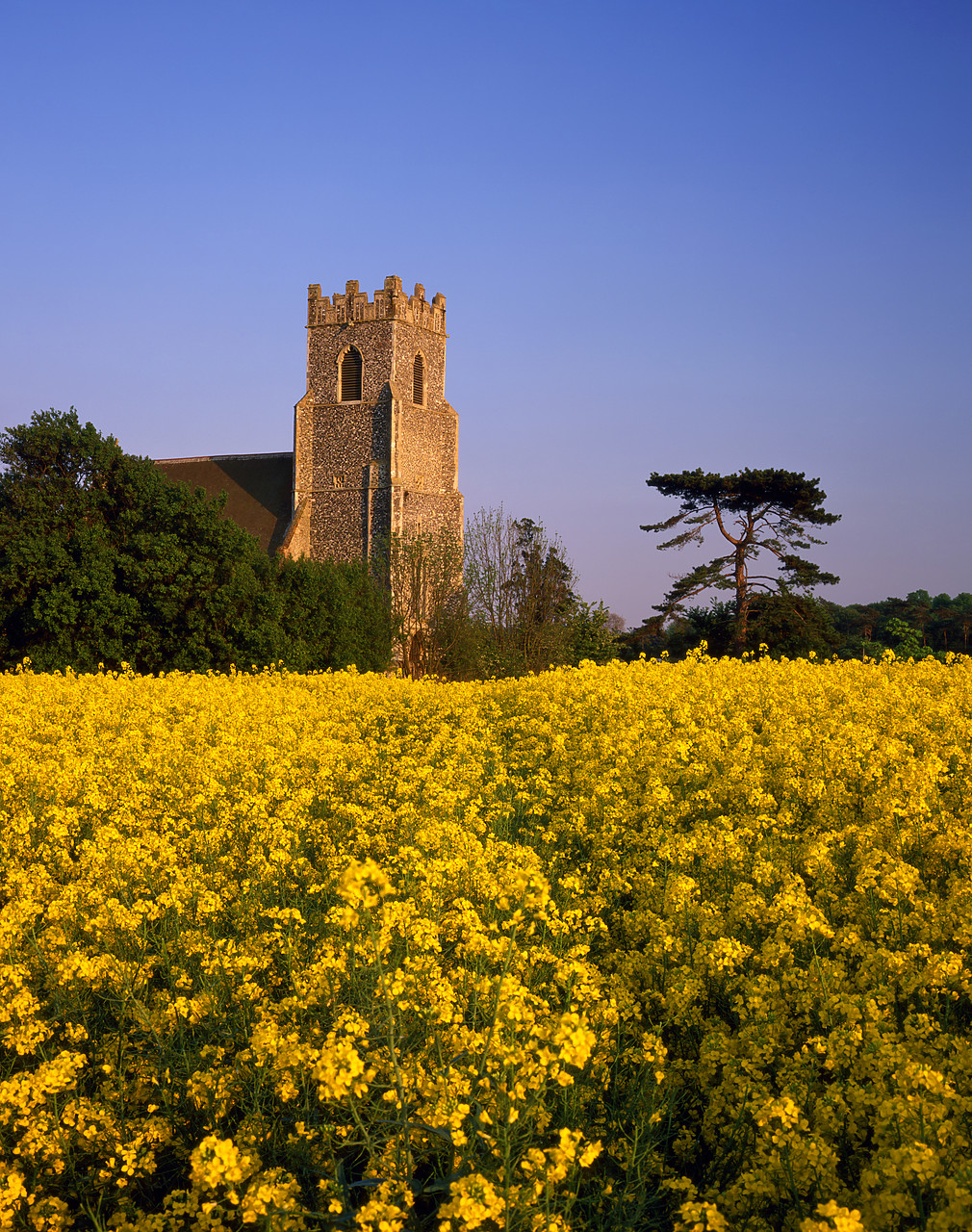 #970159-3 - Rape Field & Church, Broome, Norfolk, England
