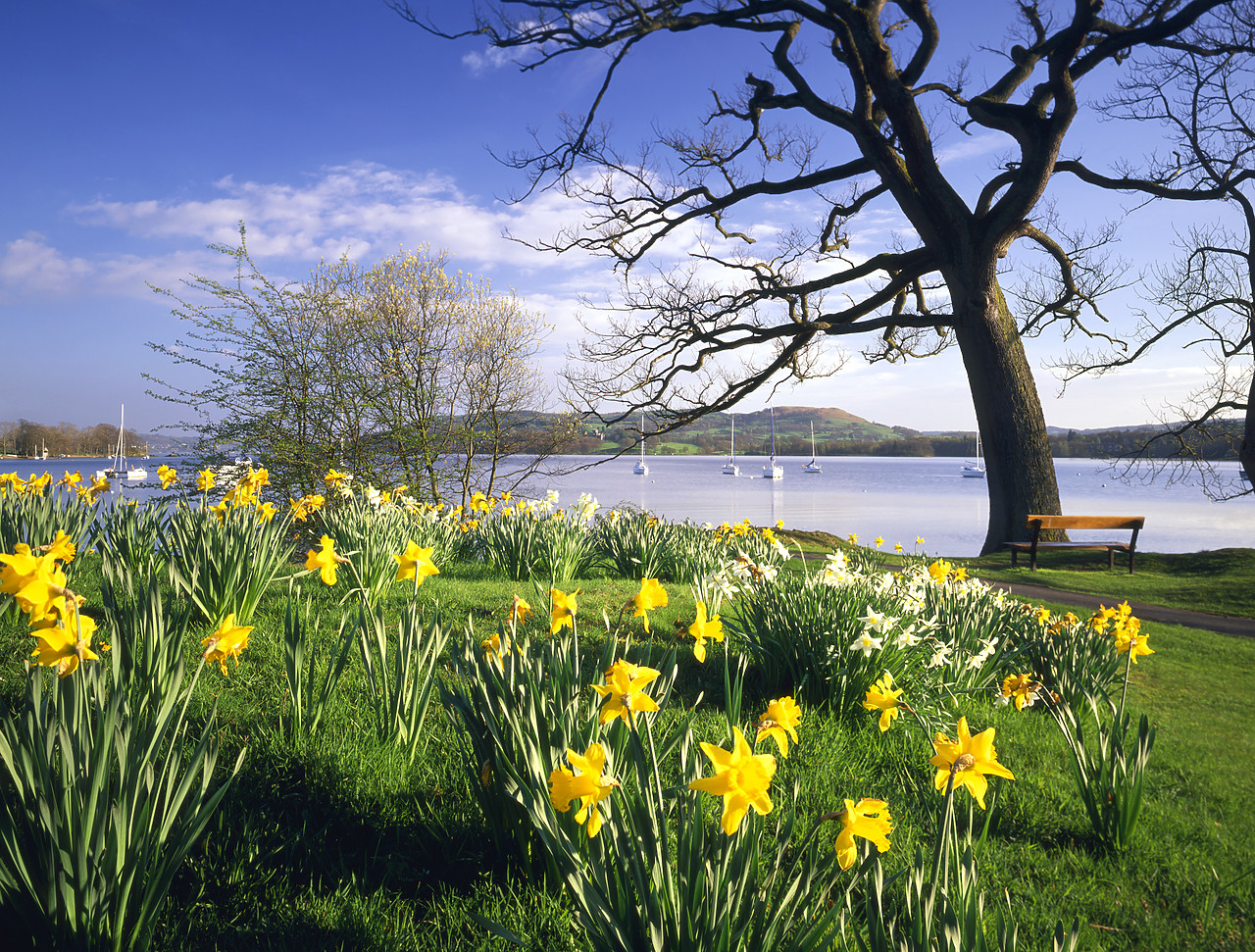 #970206-2 - Daffodils at Waterhead, Lake Windermere, Cumbria, England