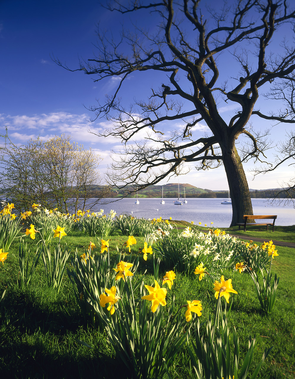#970206-4 - Daffodils at Waterhead, Lake Windermere, Cumbria, England