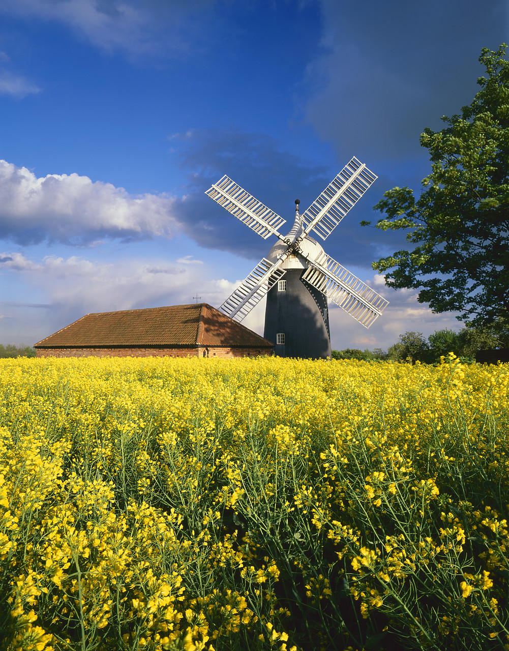 #970210-4 - Windmill & Field of Rape, Tuxford, Nottinghamshire, England