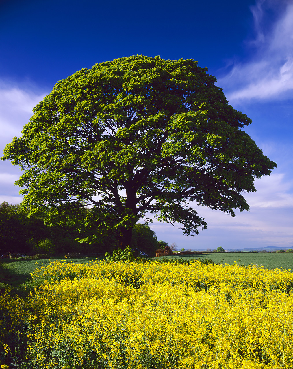 #970212-4 - Tree in Field of Rape, North Yorkshire, England