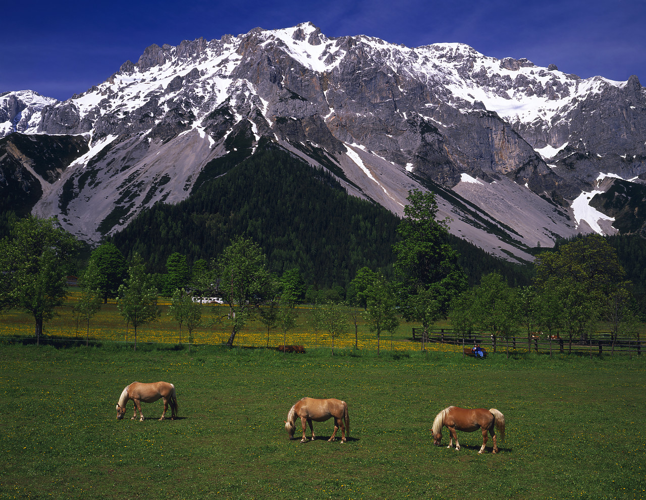 #970318-1 - Grazing Horses & Dachsteingruppe, Ramsau, Austria