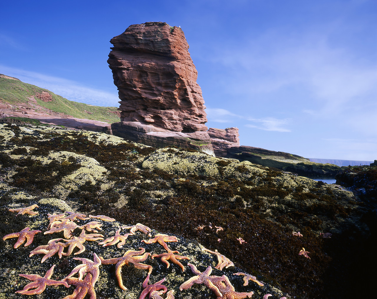 #970384-2 - The Devil's Head & Starfish, near Abroath, Tayside Region, Scotland