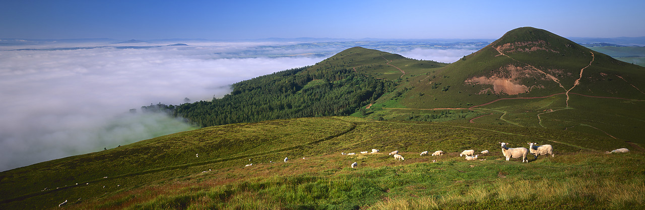 #970395-1 - Morning Mist Around Eildon Hills, Borders Region, Scotland