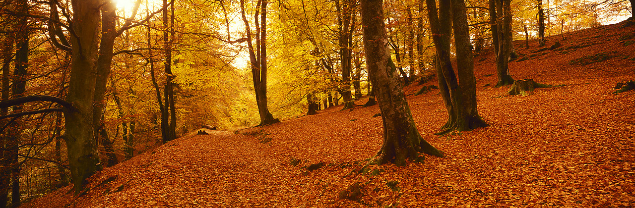 #970489-1 - The Birks in Autumn, Aberfeldy, Tayside Region, Scotland