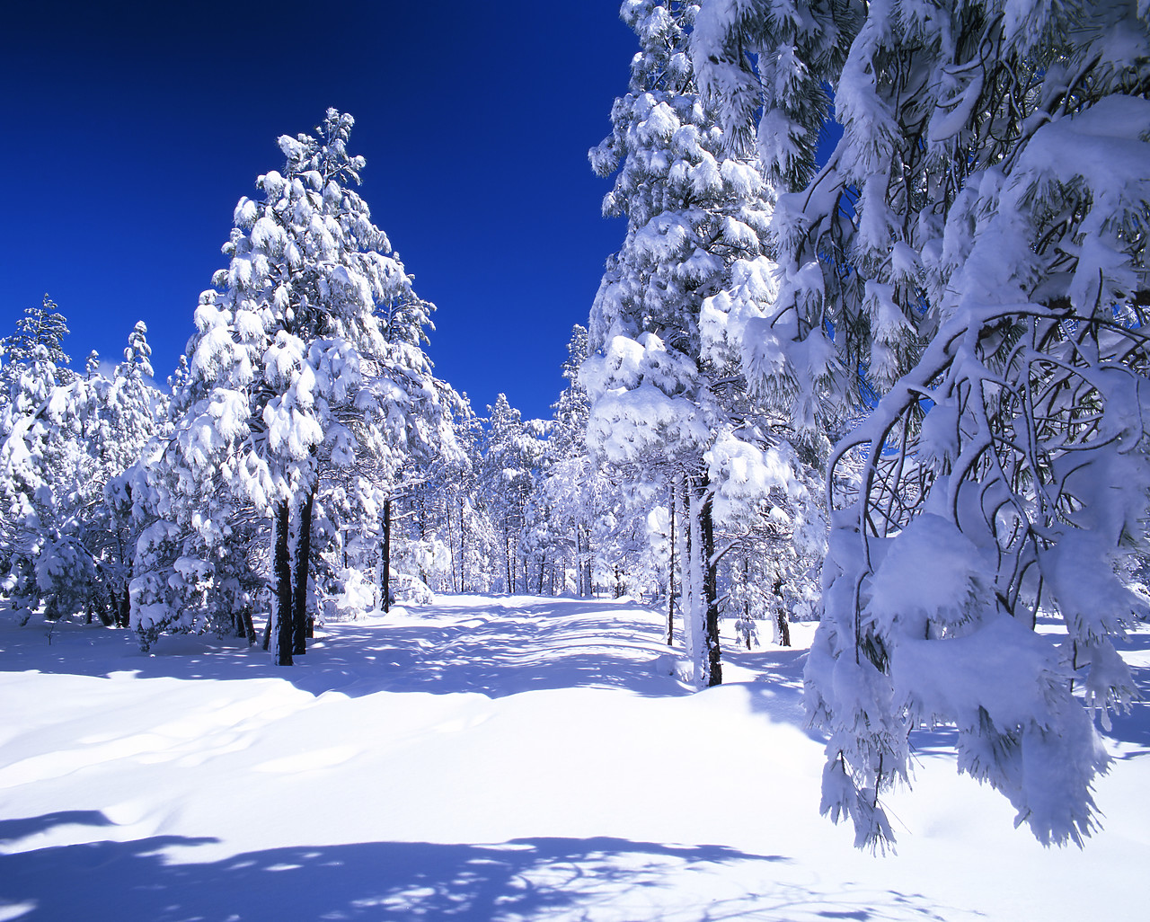 #980010-1 - Snow-Covered Pine Trees, Flagstaff, Arizona, USA