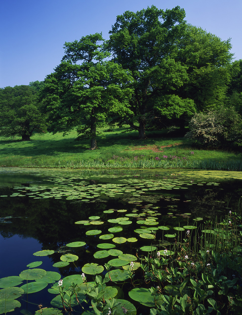 #980018-3 - Lilypads in Lake, Stourhead Gardens, Wiltshire, England