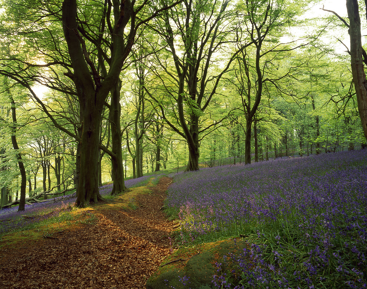 #980044-1 - Bluebell Wood, near Skipton, North Yorkshire, England