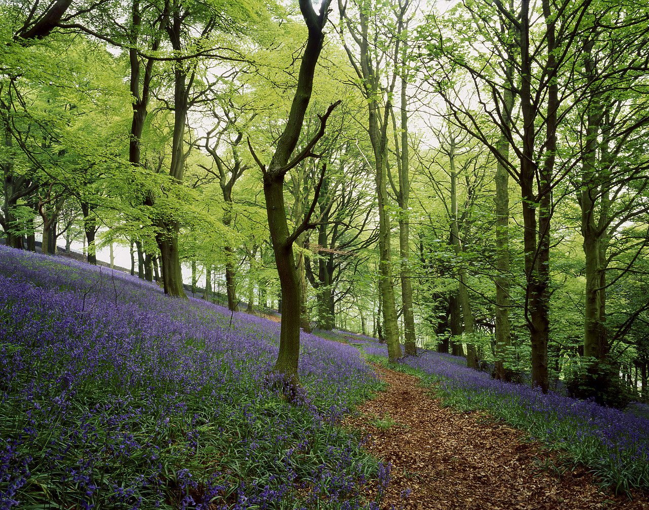 #980045-2 - Path through Bluebell Wood, near Skipton, North Yorkshire, England