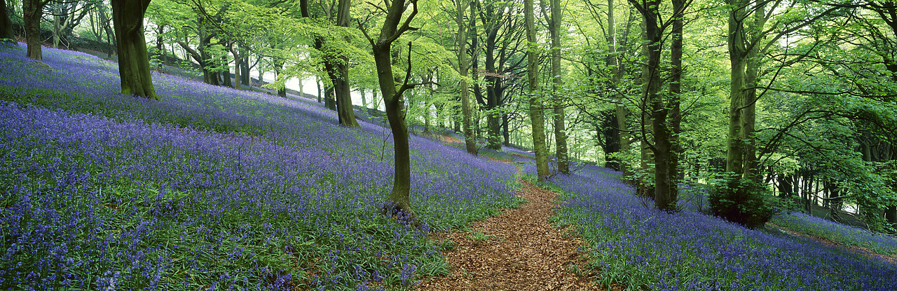 #980045-6 - Path Through Bluebell Wood,near Skipton, North Yorkshire, England