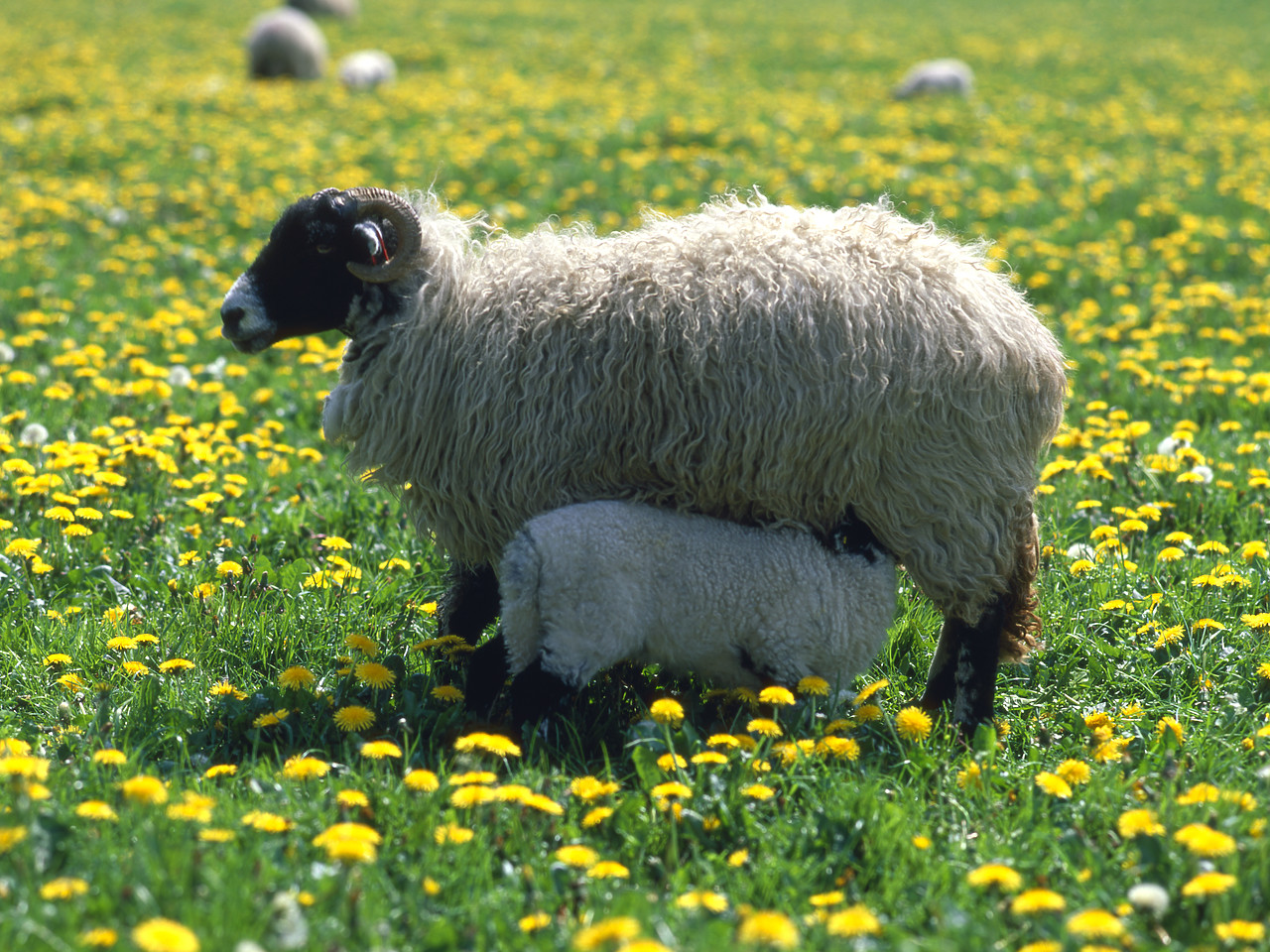 #980072-1 - Sheep & Spring Lamb, Lartington, Durham, England