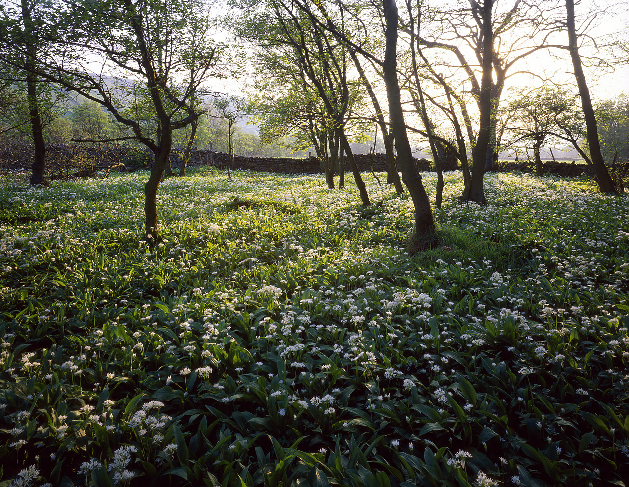 #980076-1 - Afternoon Light Across Wild Garlic, Swaledale, North Yorkshire, England