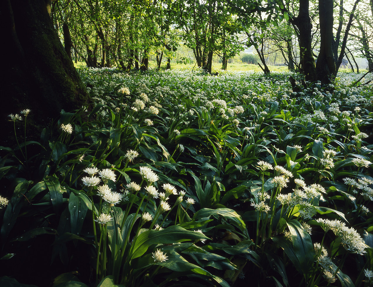 #980077-1 - Woodland of Wild Garlic, Swaledale, North Yorkshire, England