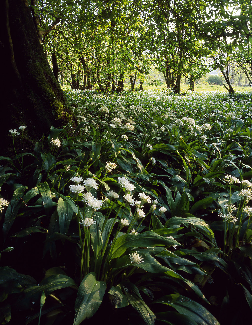 #980077-4 - Woodland of Wild Garlic, Swaledale, North Yorkshire, England