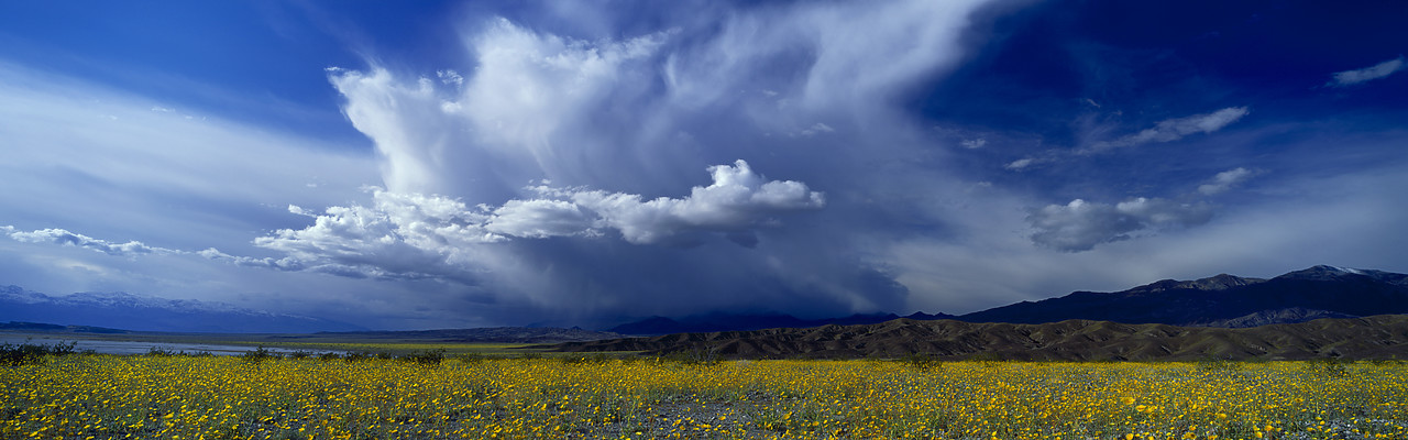 #980502-3 - Storm Clouds & Desert Sunflowers, Death Valley National Park, California, USA
