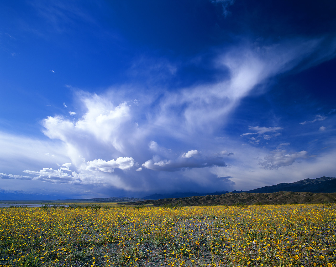 #980502-6 - Cloud Formation over Desert Wildflowers, Death Valley National Park, California, USA