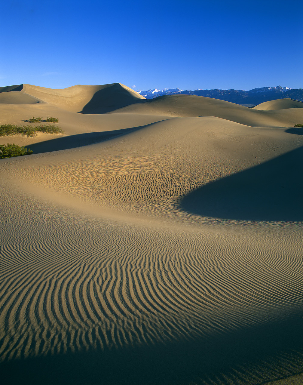 #980503-2 - Mesquite Sand Dunes, Death Valley National Park, California, USA