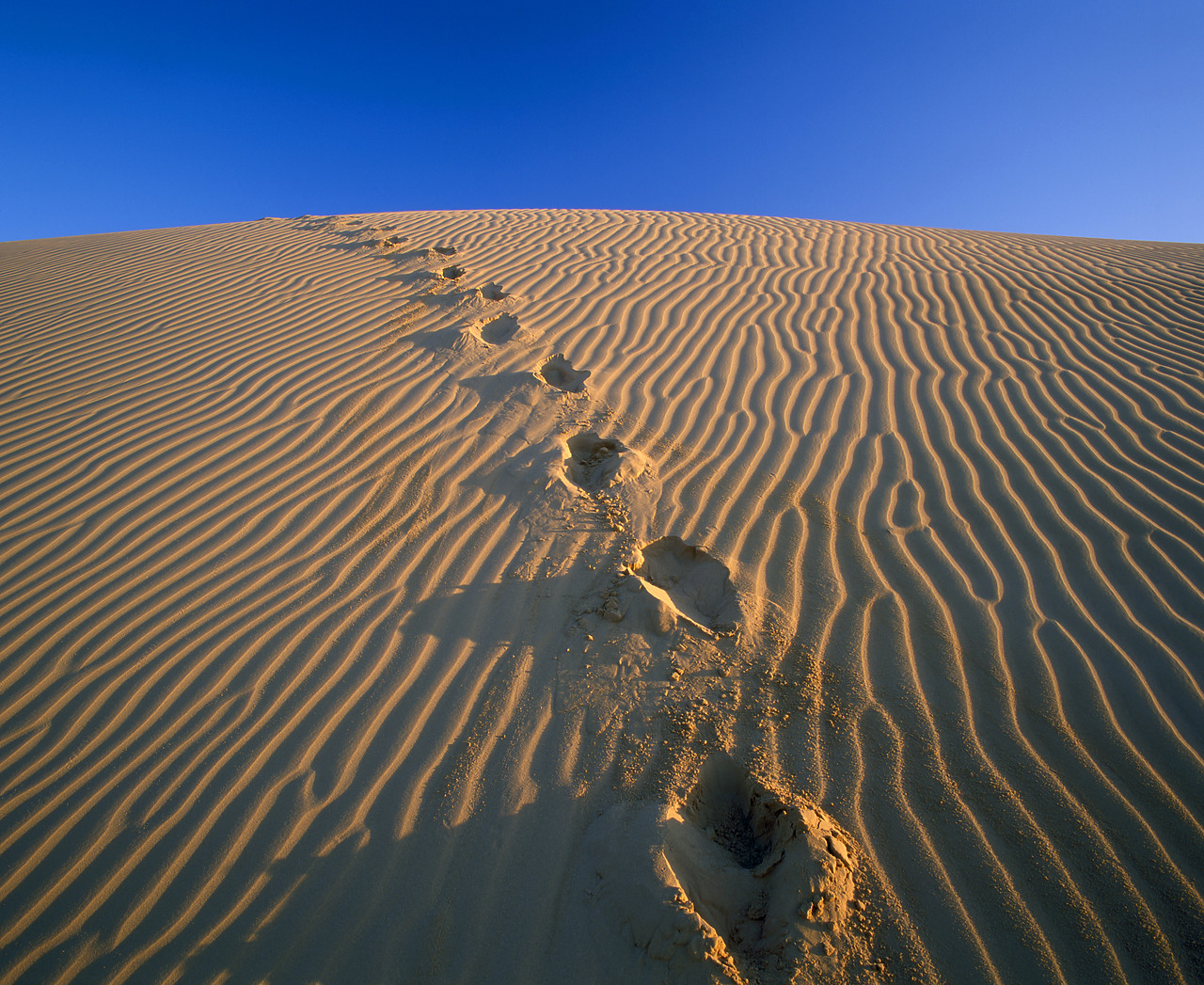 #980506-1 - Footprints in Sand Dune, Algondones Dunes Wilderness, California, USA