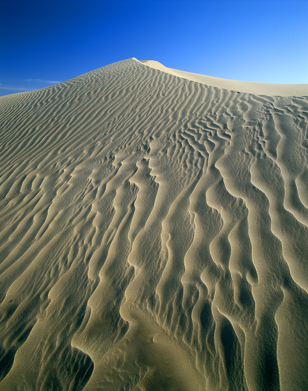 #980520-3 - Sand Dune Patterns. Algodones Dunes Wilderness Area, California, USA
