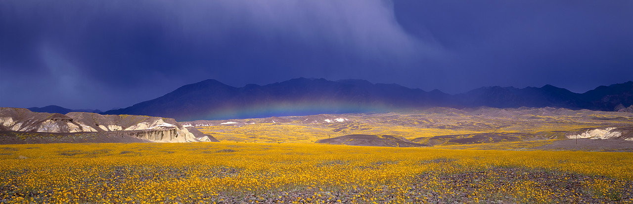 #980544-2 - Rainbow over Desert Sunflowers, Death Valley National Park, California, USA