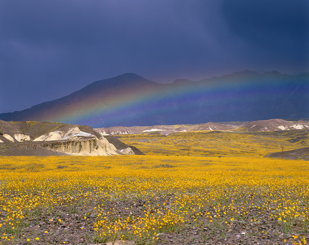 #980545-2 - Rainbow over Desert Sun Flowers, Death Valley National Park, California, USA