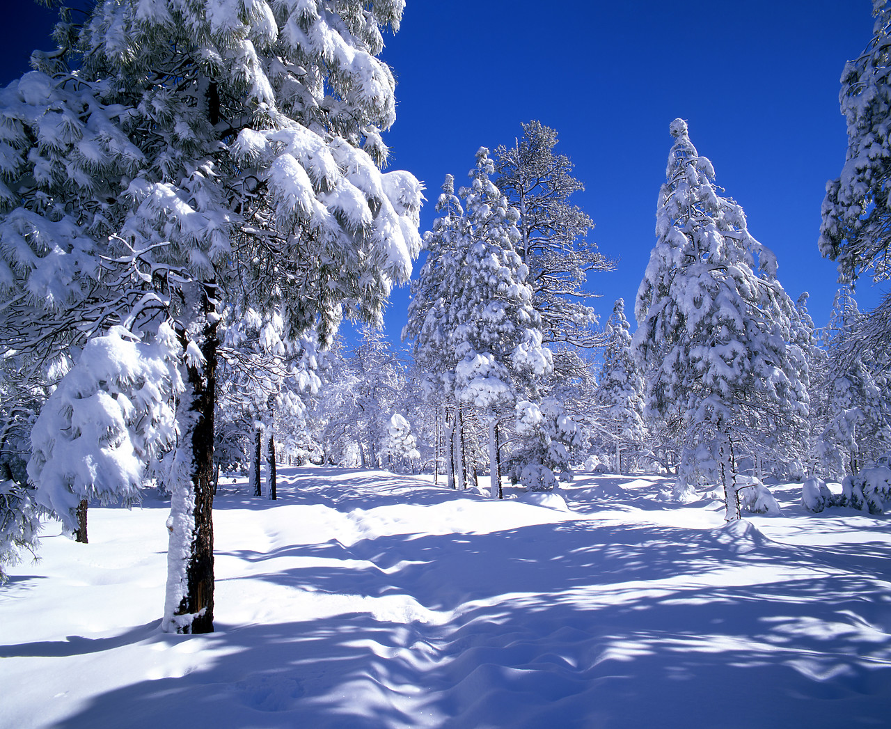 #980584-1 - Pines Trees in Snow, Flagstaff, Arizona, USA